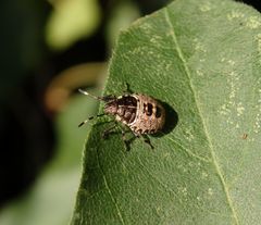 Graue Gartenwanze (Rhaphigaster nebulosa) - L4-Larve