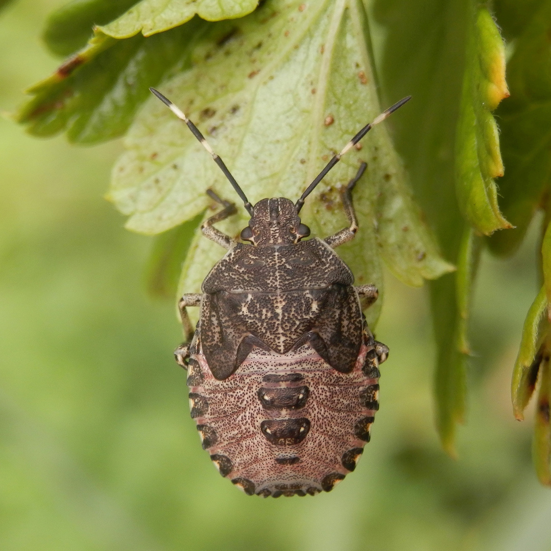 Graue Gartenwanze (Rhaphigaster nebulosa) L5Nymphe Foto & Bild