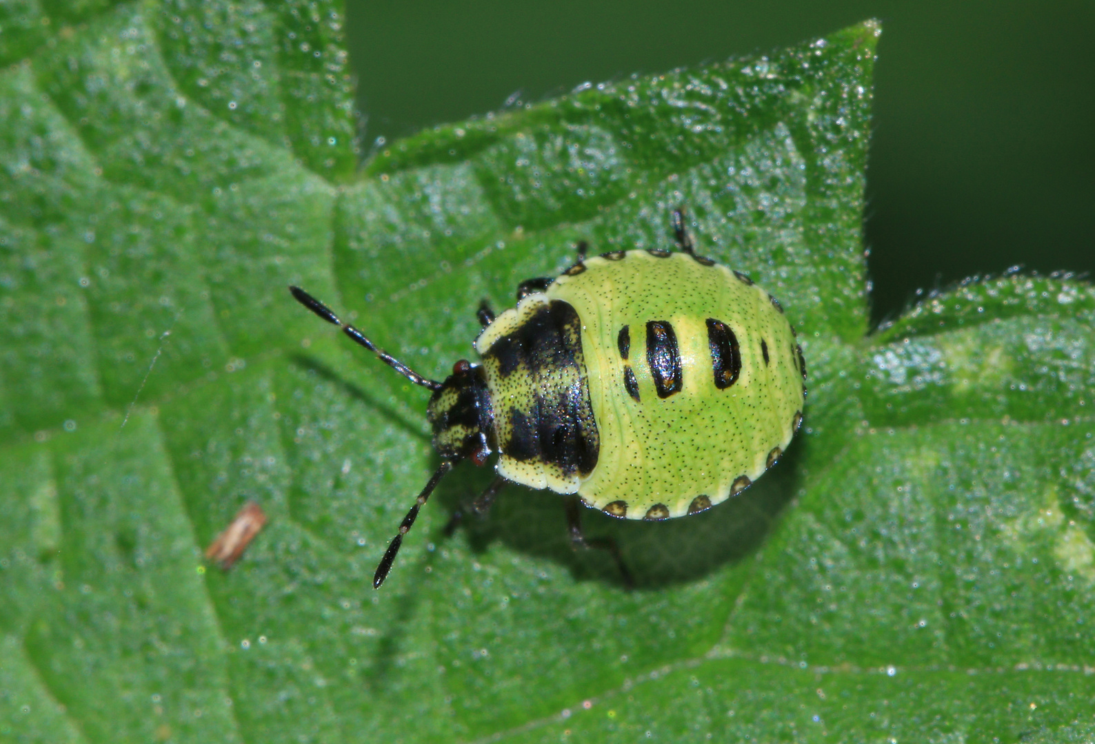 Graue Gartenwanze, Rhaphigaster nebulosa, Larve