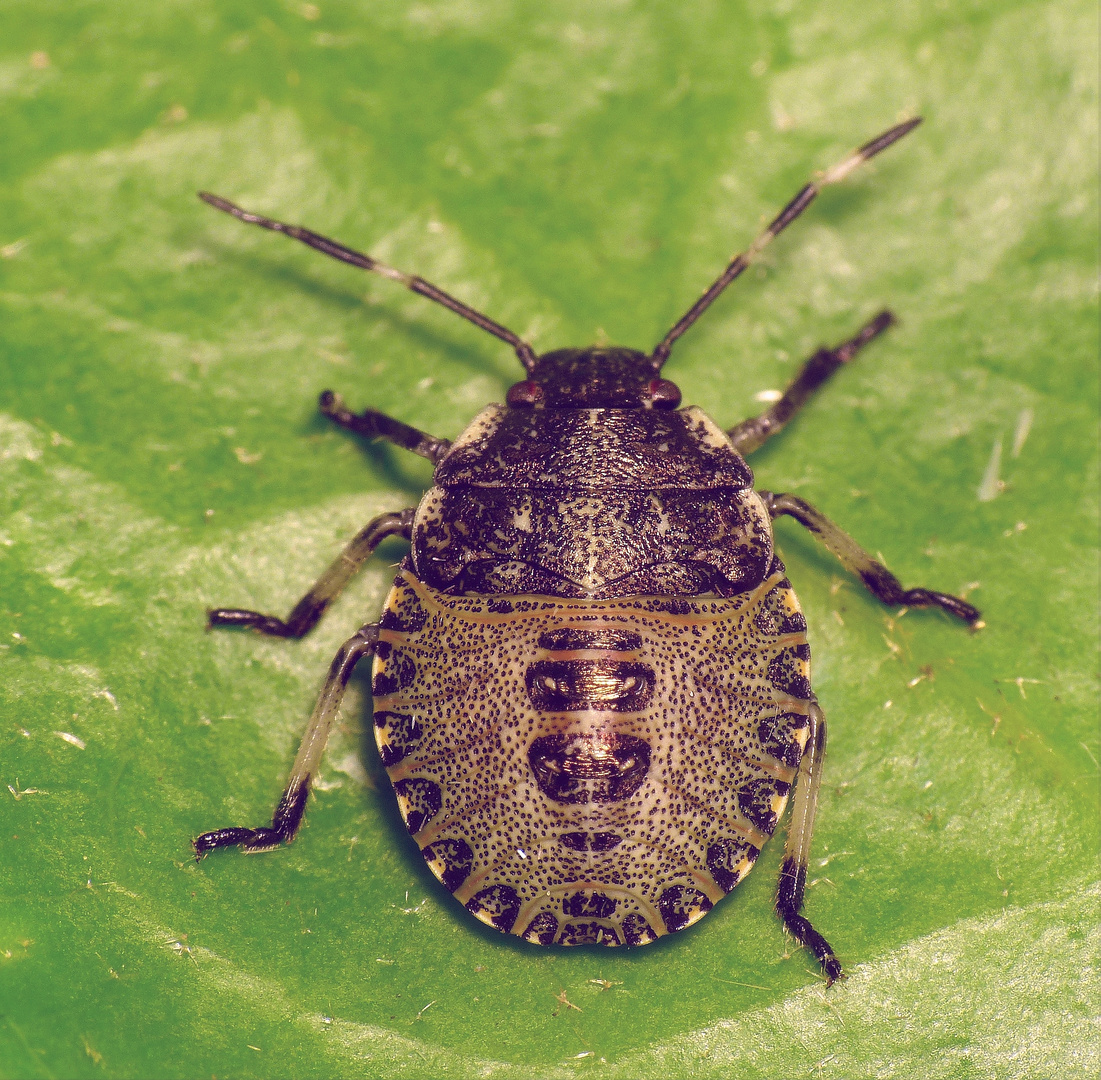 Graue Gartenwanze (Rhaphigaster nebulosa) - Mittleres Larvenstadium