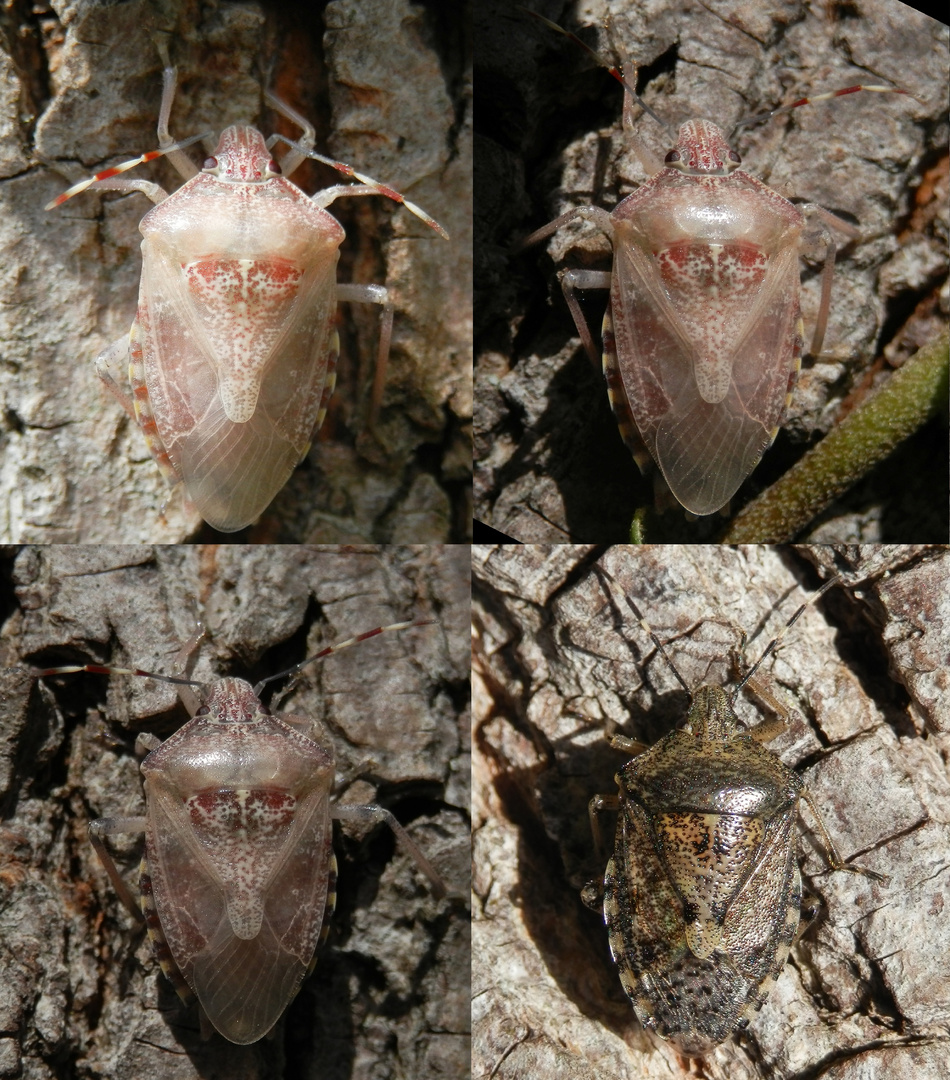 Graue Gartenwanze (Rhaphigaster nebulosa) - nach der letzten Häutung