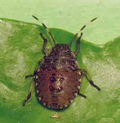 Graue Gartenwanze (Rhaphigaster nebulosa) - Noch eine L4-Nymphe