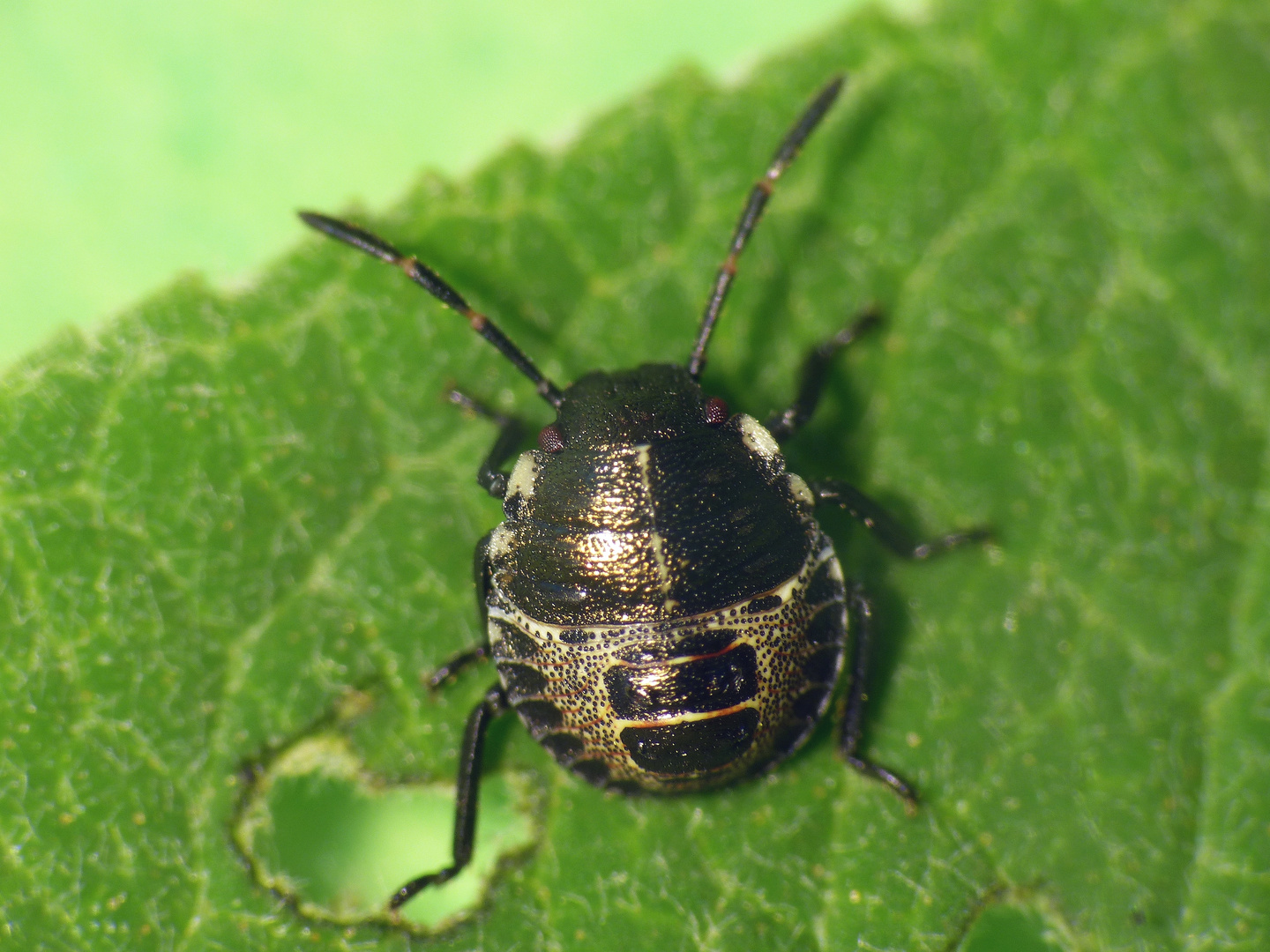 Graue Gartenwanze (Rhaphigaster nebulosa) - Nymphe