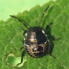 Graue Gartenwanze (Rhaphigaster nebulosa) - Nymphe