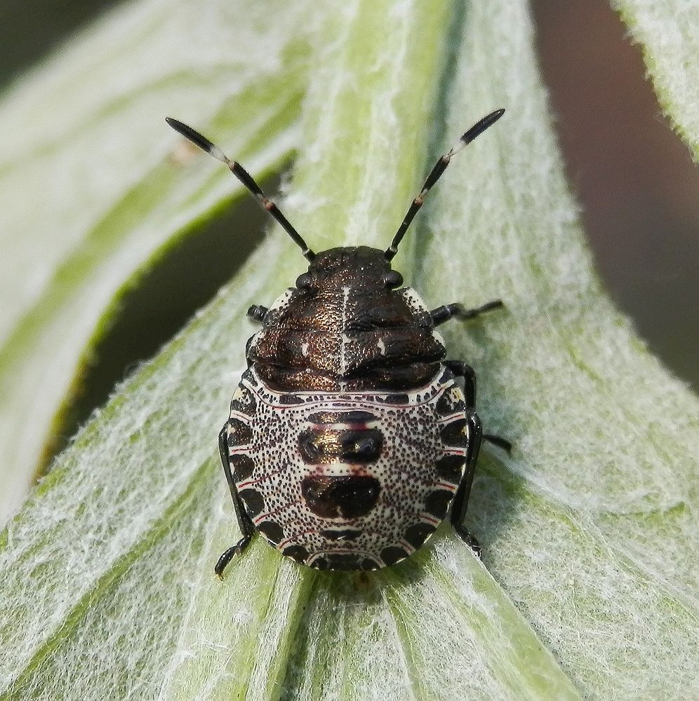 Graue Gartenwanze (Rhaphigaster nebulosa) - Nymphe