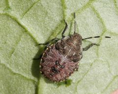 Graue Gartenwanze (Rhaphigaster nebulosa) - Nymphe