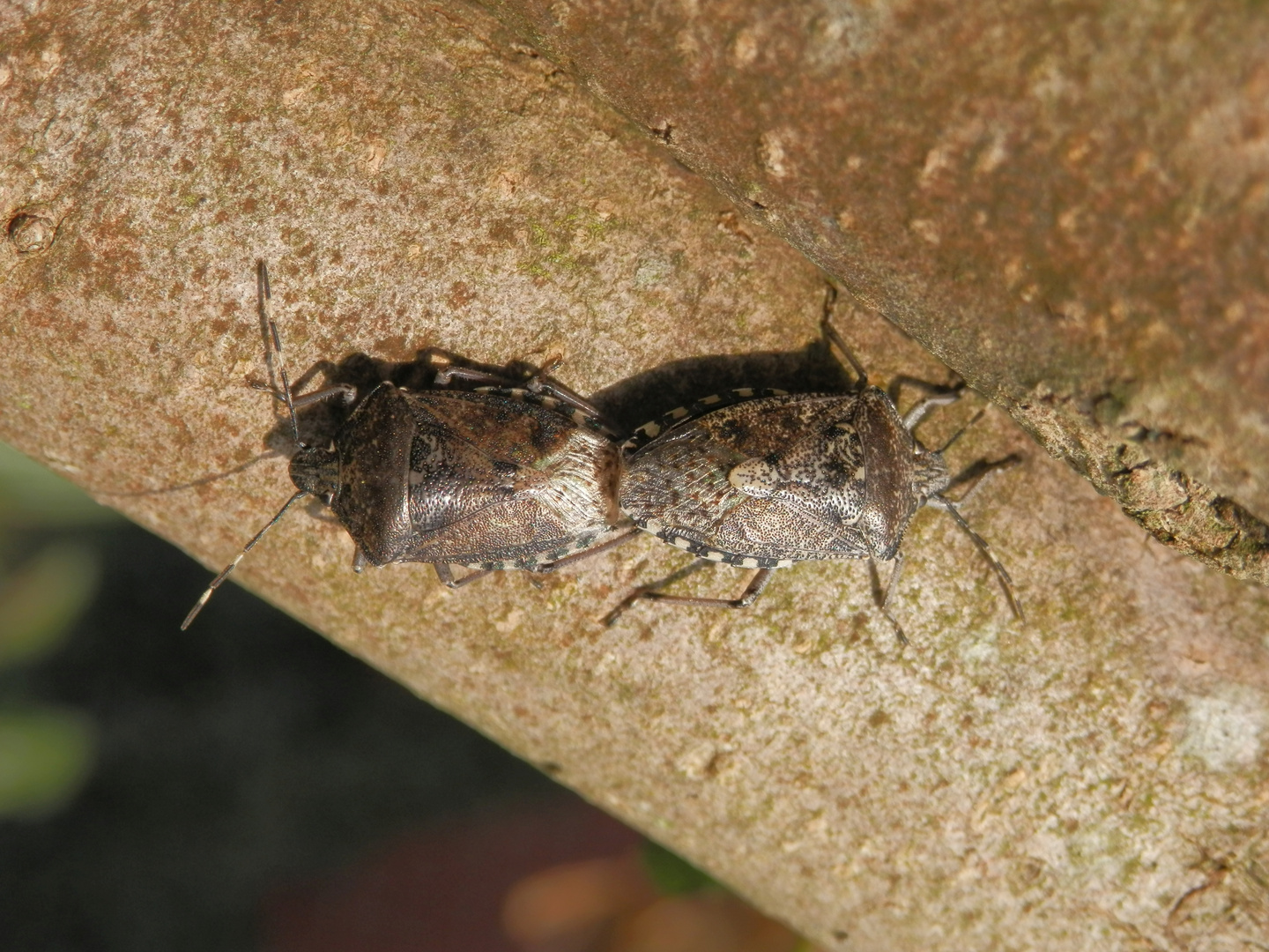 Graue Gartenwanze (Rhaphigaster nebulosa) - Paarung