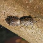 Graue Gartenwanze (Rhaphigaster nebulosa) - Paarung