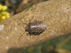 Graue Gartenwanze (Rhaphigaster nebulosa) - Paarung