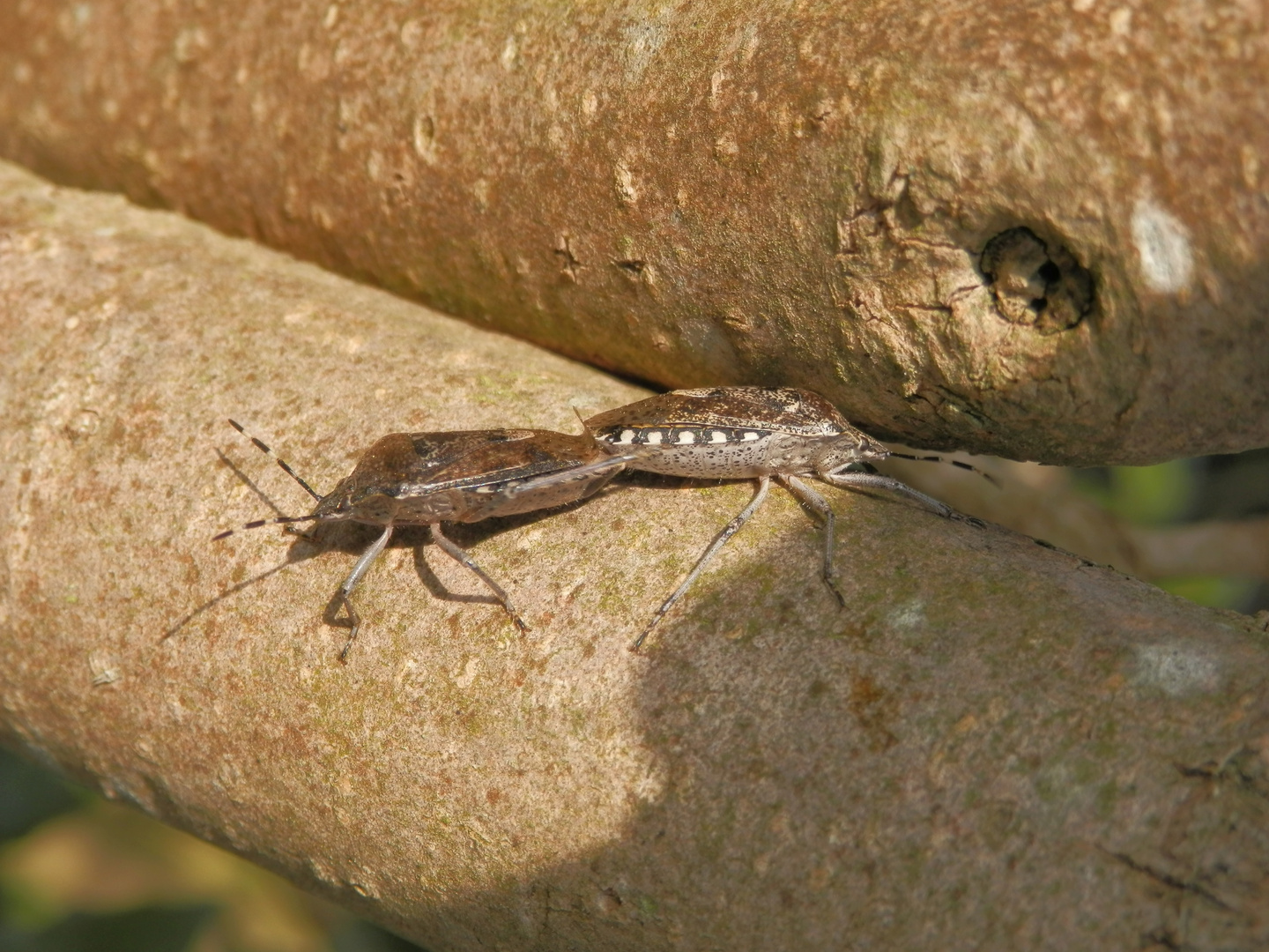 Graue Gartenwanze (Rhaphigaster nebulosa) - Paarung