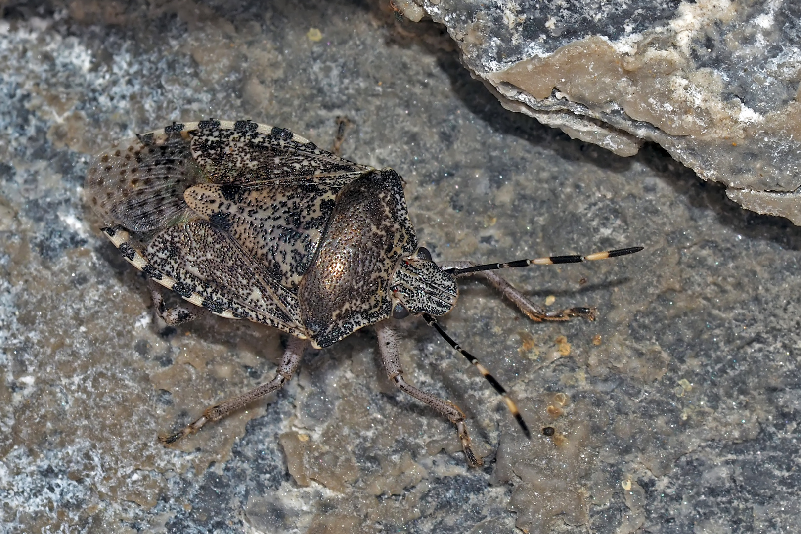 Graue Gartenwanze (Rhaphigaster nebulosa) - Punaise grise.