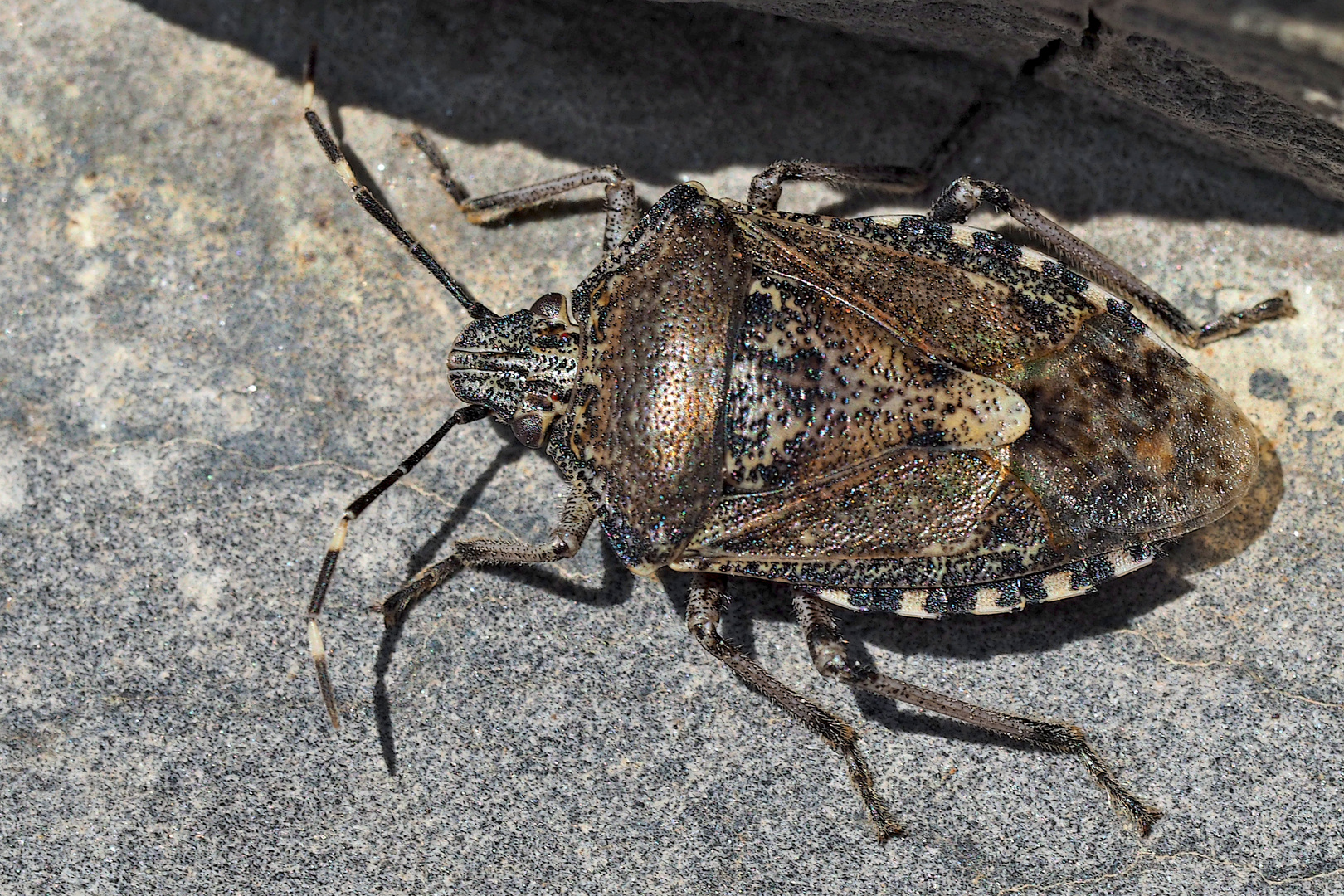 Graue Gartenwanze (Rhaphigaster nebulosa) - Punaise grise, punaise nébuleuse. 