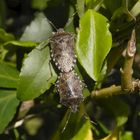 Graue Gartenwanzen bei der Paarung (Rhaphigaster nebulosa)