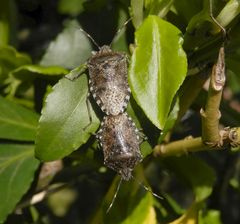 Graue Gartenwanzen bei der Paarung (Rhaphigaster nebulosa)