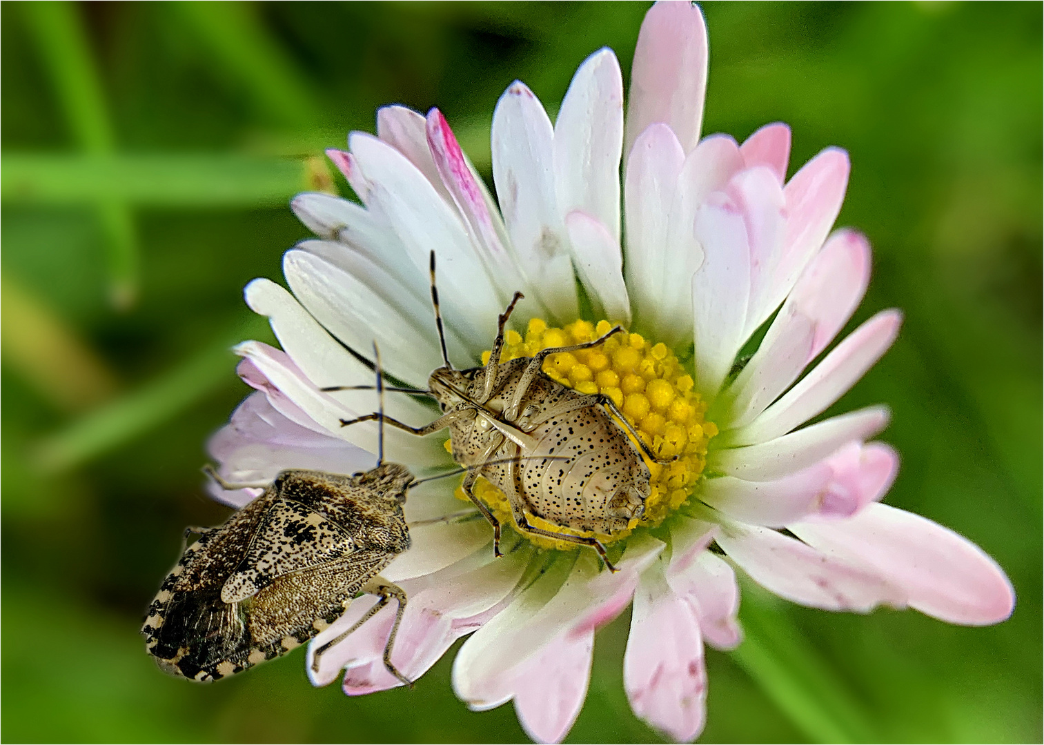 Graue Gartenwanzen (Rhaphigaster nebulosa)