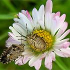 Graue Gartenwanzen (Rhaphigaster nebulosa)