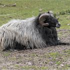 Graue gehörnte Heidschnucke