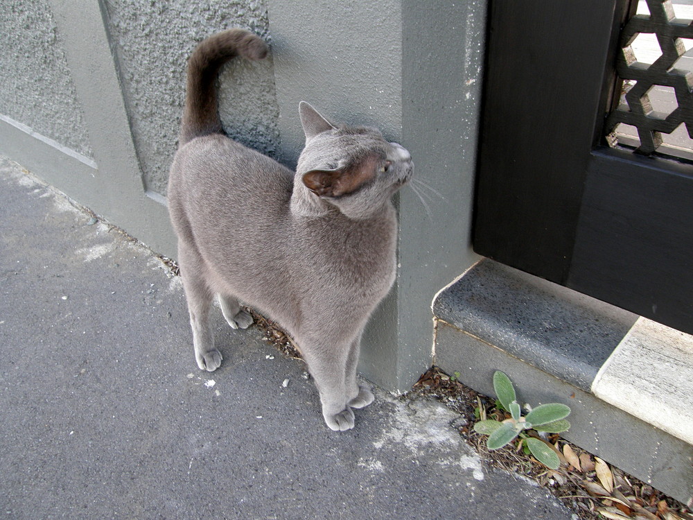 graue Katze auf grauem Grund