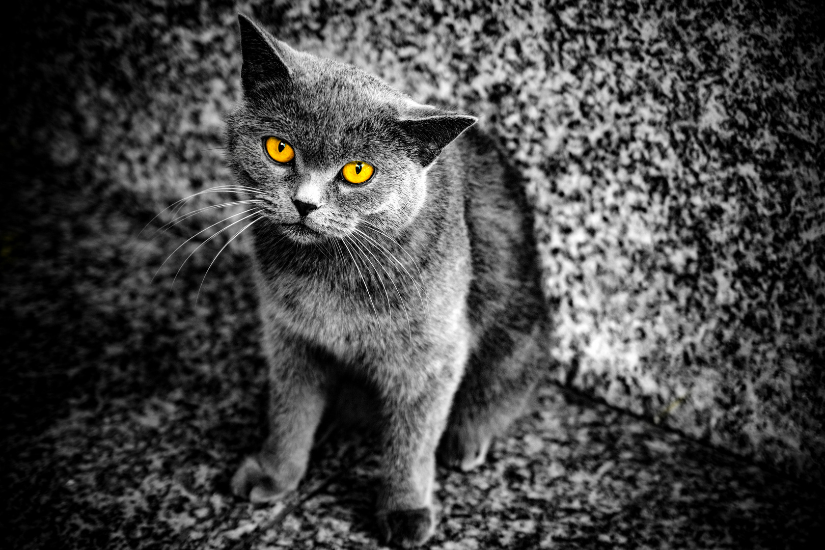 Graue Katze mit orangen Augen