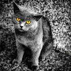 Graue Katze mit orangen Augen