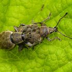 Graue Knospenrüssler (Peritelus sphaeroides) bei der Paarung