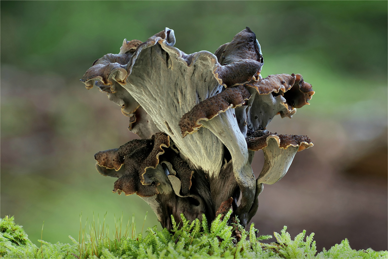 Graue Kraterelle  (Craterellus cinereus )