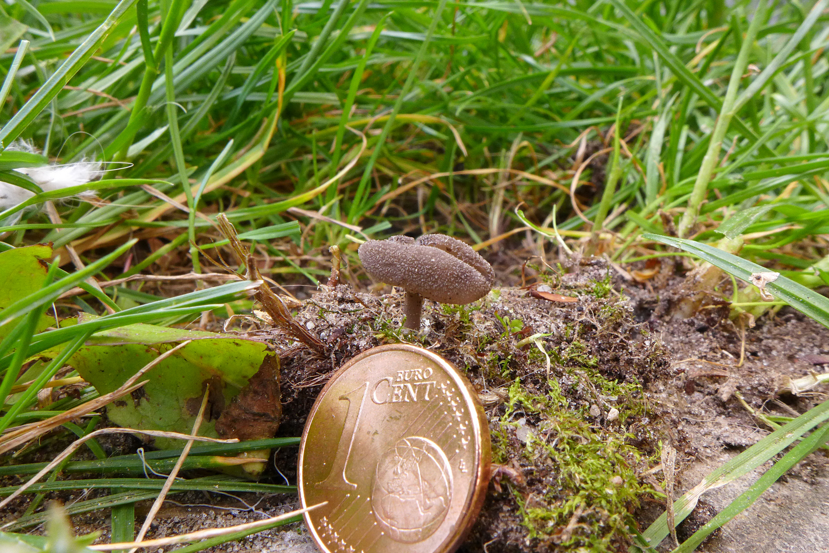 Graue Langfusslorchel - Helvella macropus