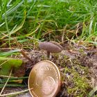 Graue Langfusslorchel - Helvella macropus