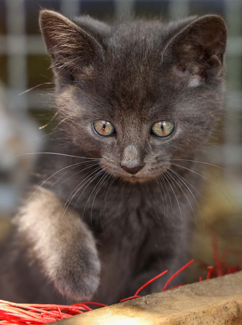 Graue Maus - äh - Katze…