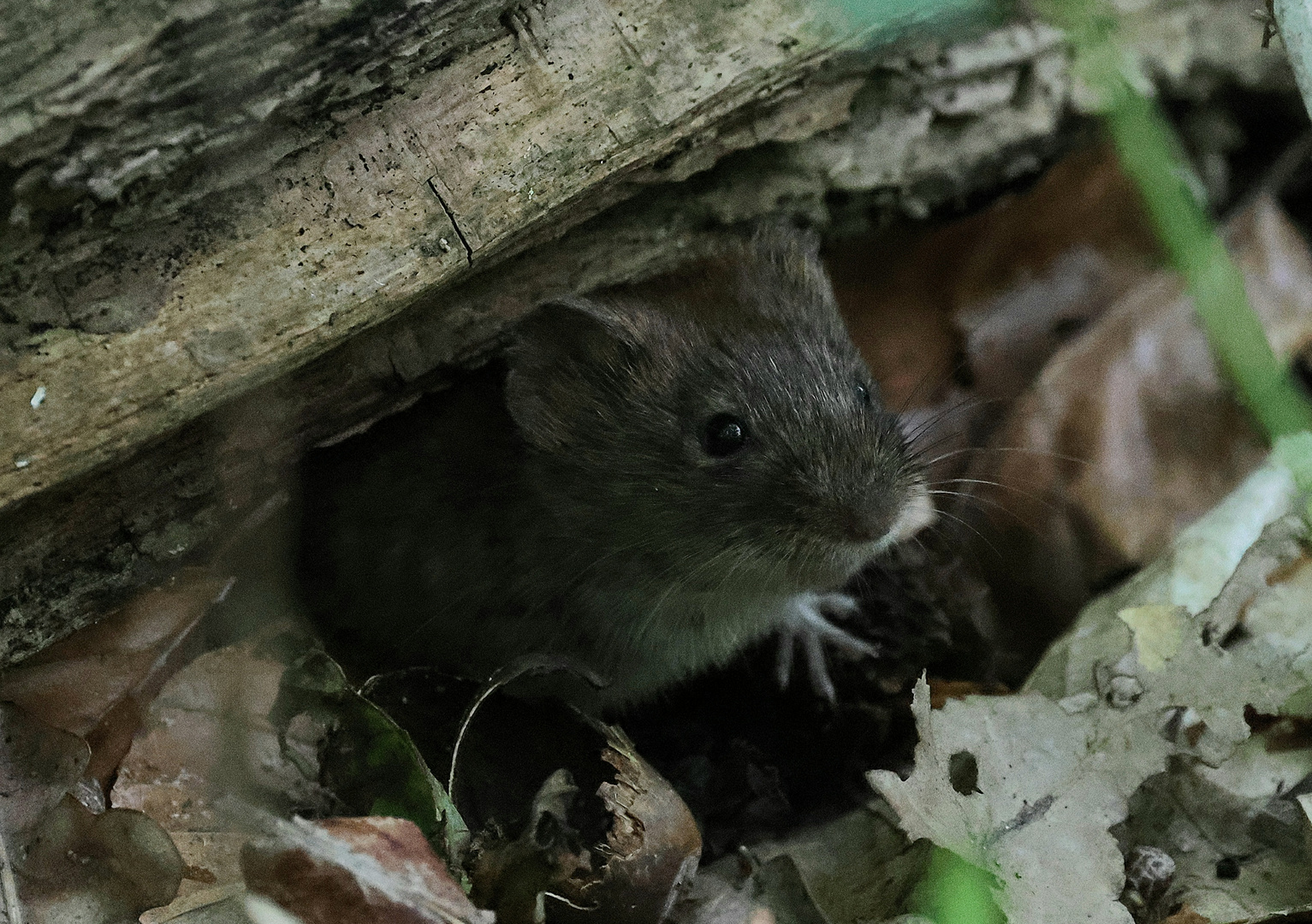 Graue Maus im Wald.