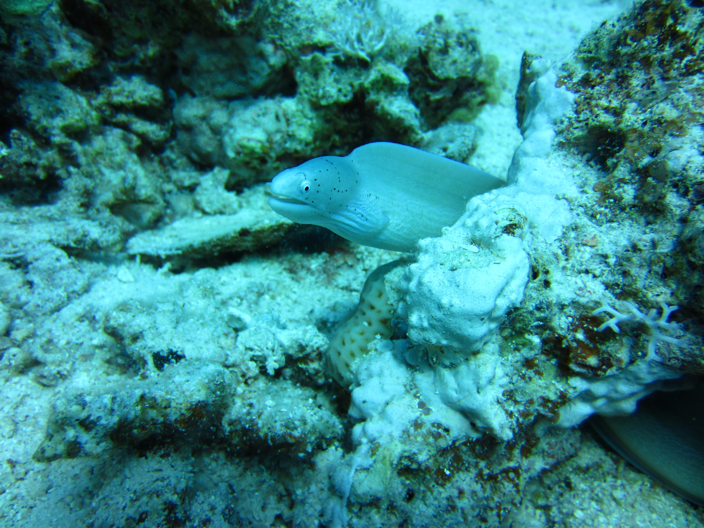 Graue Muräne im Roten Meer