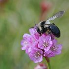 Graue Pelzbiene auf Galmei-Grasnelke