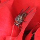 Graue Raupenfliege, Dinera grisescens, in einer Rosenblüte