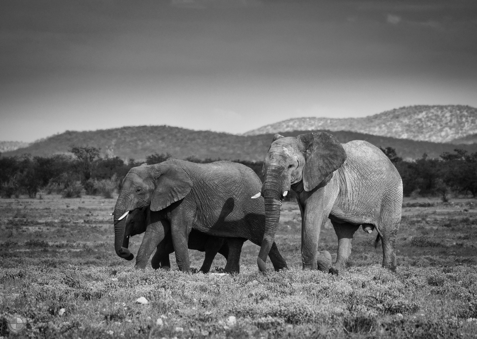 Graue Riesen im Etosha NP, Namibia