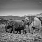 Graue Riesen im Etosha NP, Namibia