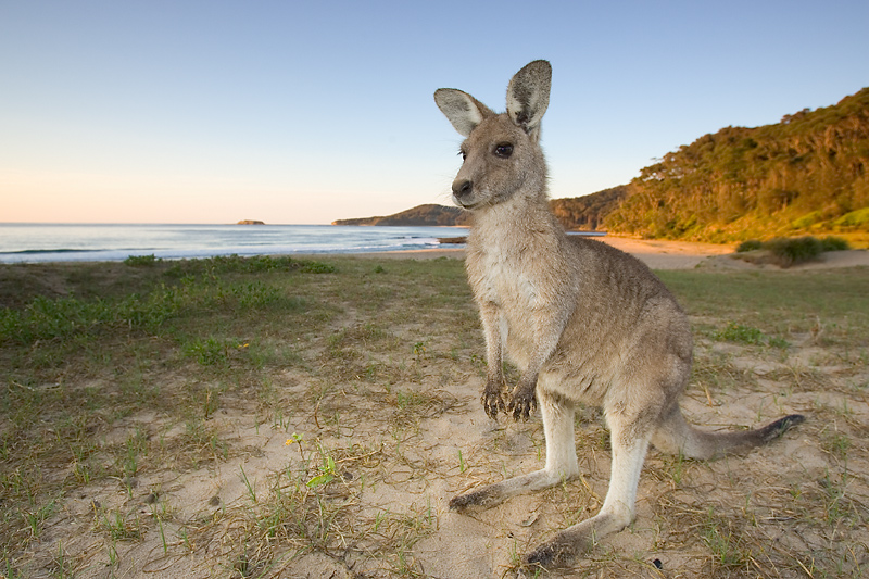 Graue Riesenkängurus findet man auch an den Stränden Australiens