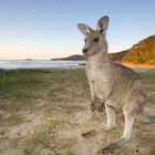 Graue Riesenkängurus findet man auch an den Stränden Australiens