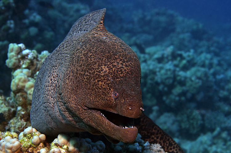 Graue Riesenmuräne (Gymnothorax javanicus)