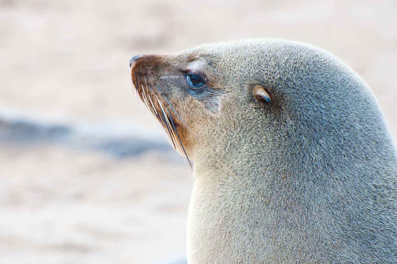 Graue Robbe am Cape Cross