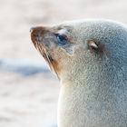 Graue Robbe am Cape Cross