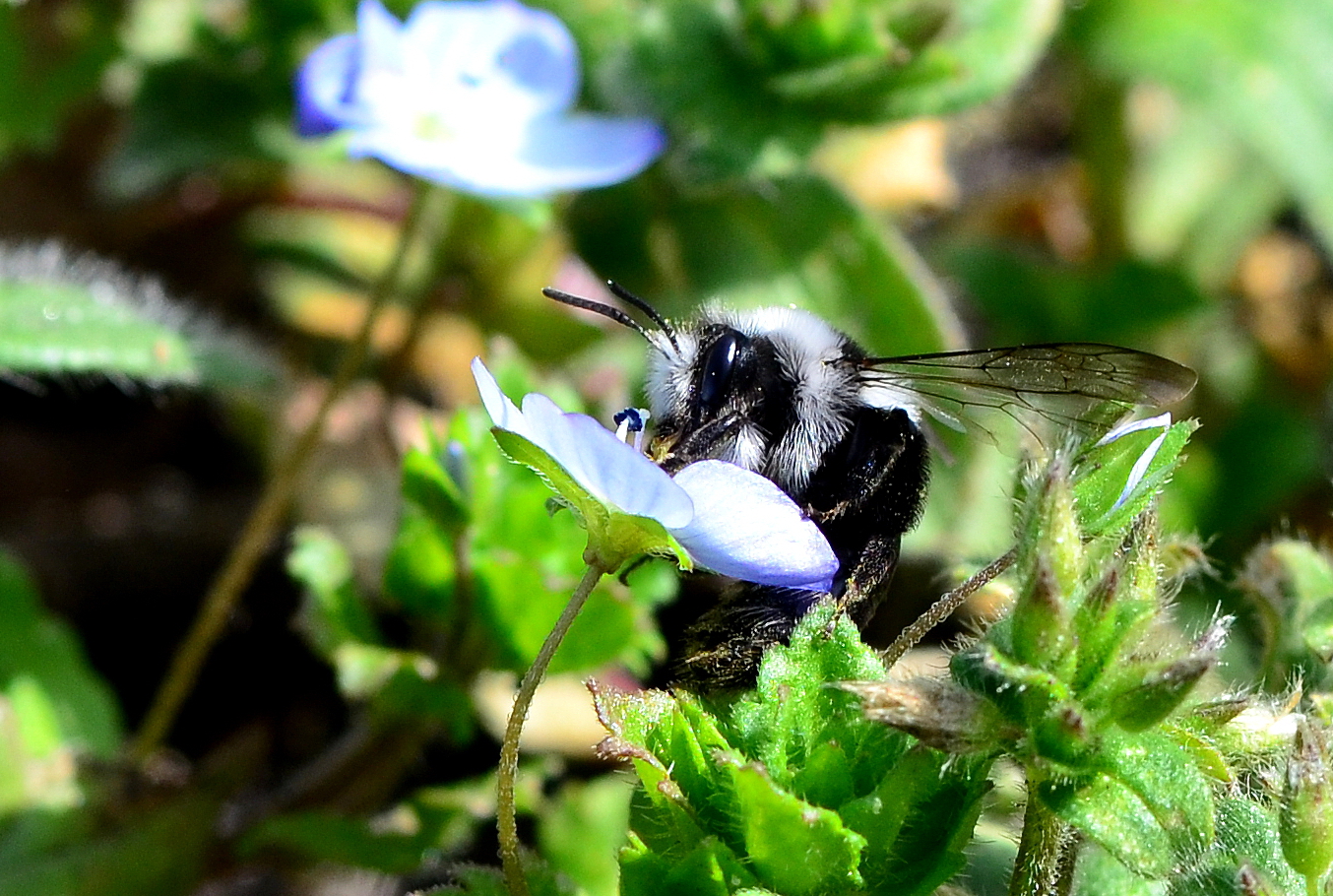 --- Graue Sandbiene ( Andrena cinerania )