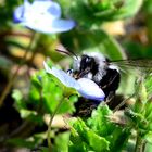 --- Graue Sandbiene ( Andrena cinerania )