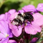 Graue Sandbiene (Andrena cineraria)