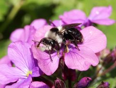 Graue Sandbiene (Andrena cineraria)