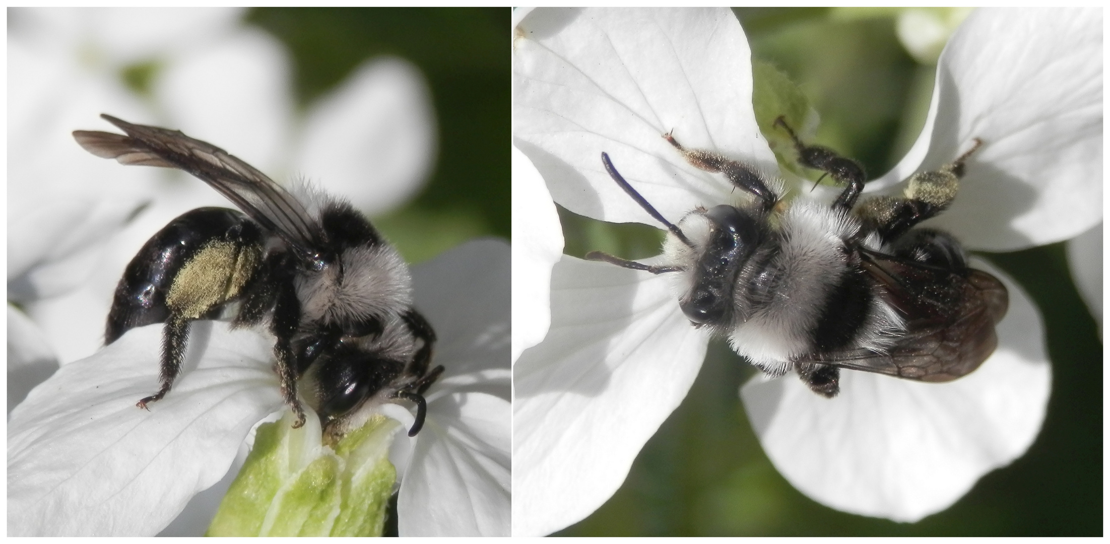 Graue Sandbiene (Andrena cineraria)