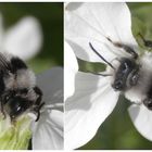 Graue Sandbiene (Andrena cineraria)