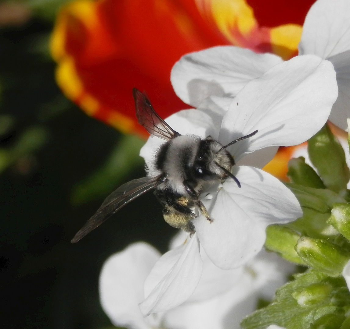 Graue Sandbiene (Andrena cineraria)