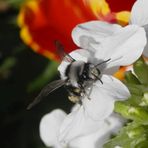 Graue Sandbiene (Andrena cineraria)