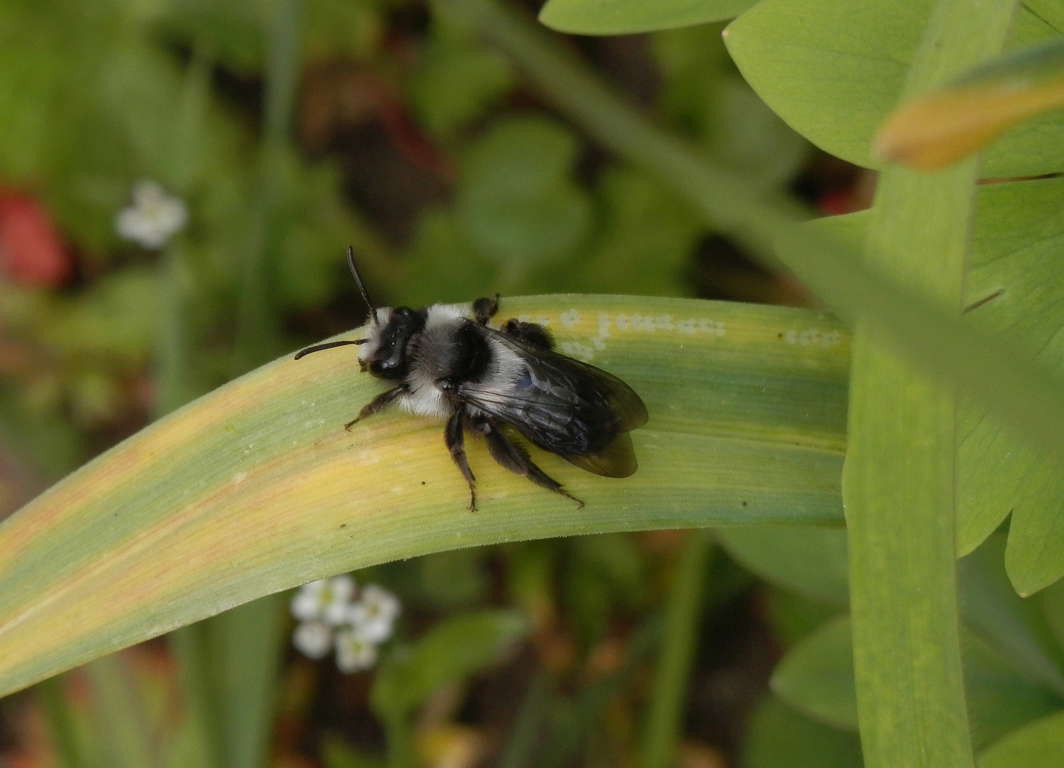 Graue Sandbiene (Andrena cineraria) - auch wieder da