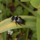 Graue Sandbiene (Andrena cineraria) - auch wieder da